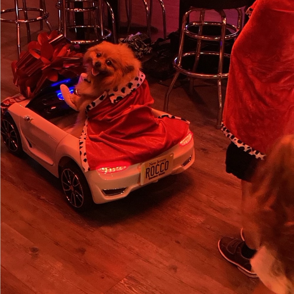 Meet your Posher, Rocco - Picture 12 of 12